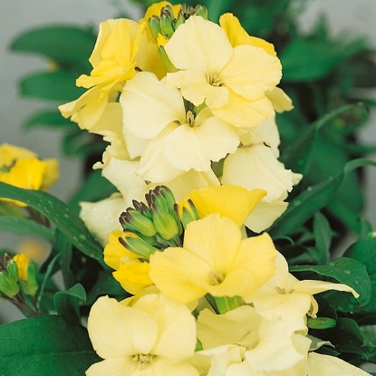 Picture of Wallflower Bedder Varieties - Primrose